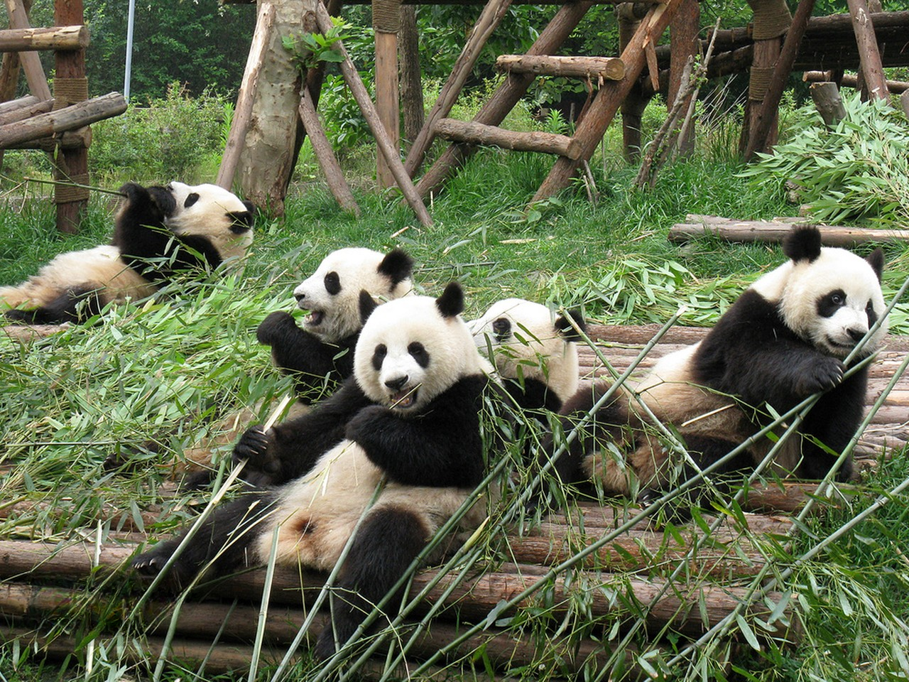Chengdu Research Base of Giant Panda Breeding